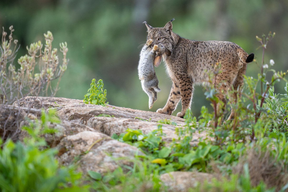 Staffan Widstrand | Iberischer Luchs | Iberian Lynx