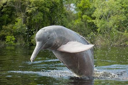 Kevin Schafer | Springender Amazonasdelfin | Boto Jumping