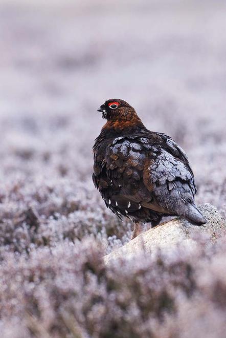 Fergus Gill | Gefrorenes Schneehuhn | Frosted Grouse