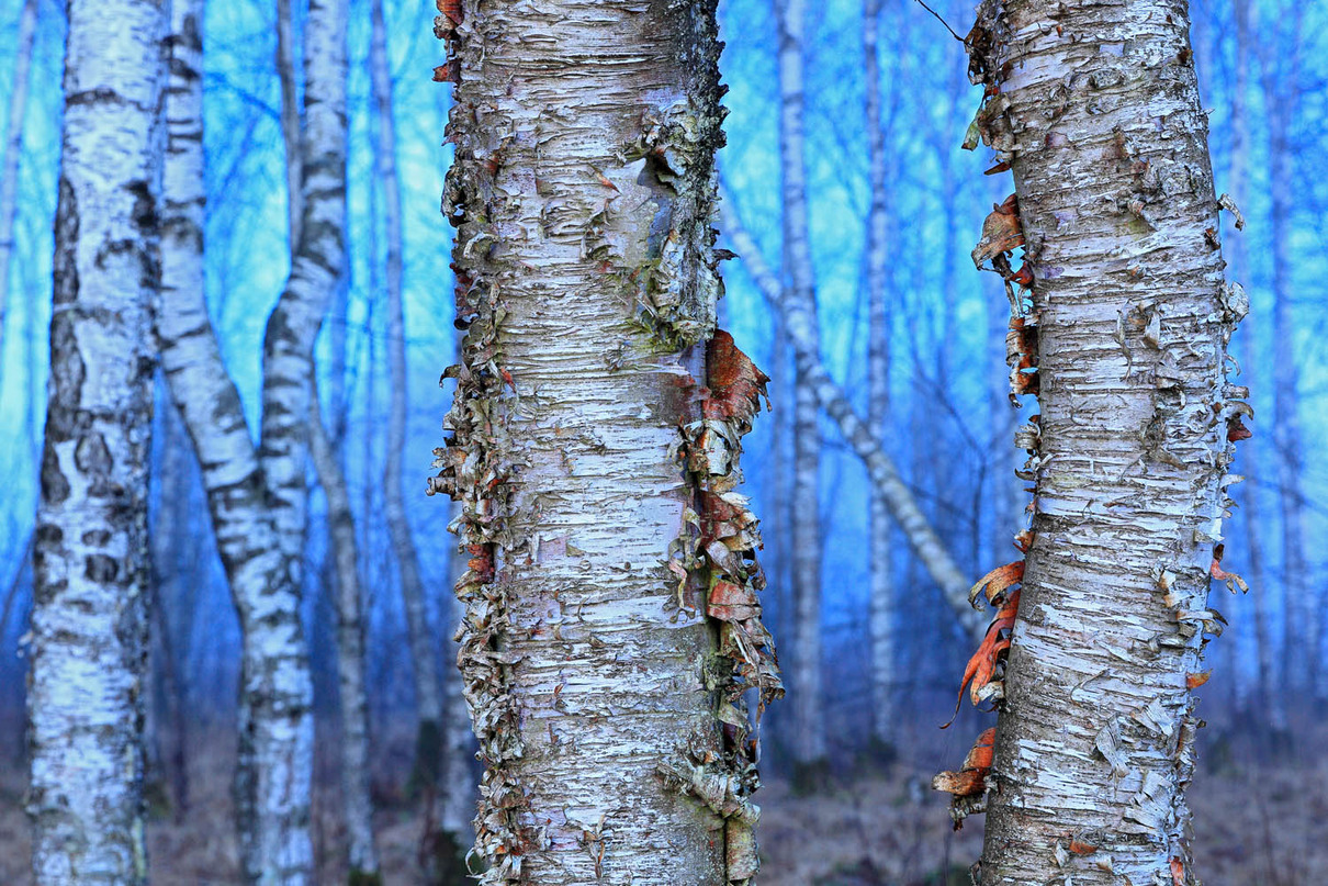 7. Platz: Wolfgang Veeser (DE) | Blaue Stunde | Blue hour