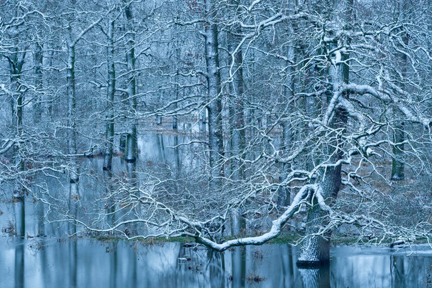 1. Platz: Dieter Damschen (DE) | Winterhochwasser im Auwald | Winter in the floodplain forest