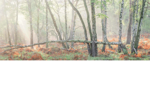 Bildersaal | Wald